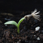 Centaurea scabiosa - Skabiosen-Flockenblume