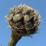 Centaurea scabiosa - Skabiosen-Flockenblume