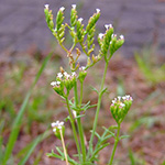 Centranthus calcitrapae - Fußangel-Spornblume