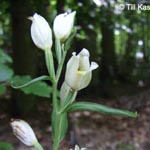 Cephalanthera damasonium - Weißes Waldvögelein