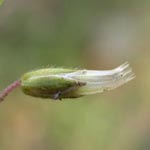 Cerastium holosteoides - Gewöhnliches Hornkraut
