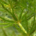 Ceratophyllum demersum - Raues Hornblatt