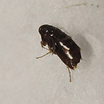 Insekten - Übrige Ceratophyllus gallinae - Hühnerfloh