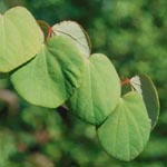 Cercidiphyllum japonicum - Japanischer Kuchenbaum