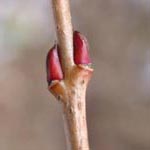Cercidiphyllum japonicum - Katsurabaum