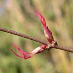 Cercidiphyllum japonicum - Kuchenbaum