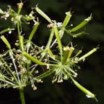 Chaerophyllum aureum - Gold-Kälberkropf