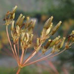 Chaerophyllum bulbosum - Knolliger Kälberkropf