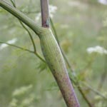 Chaerophyllum bulbosum - Knolliger Kälberkropf