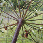 Chaerophyllum byzantinum - Byzantiner Kälberkropf
