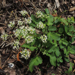 Chaerophyllum byzantinum - Bytantiner Kälberkropf