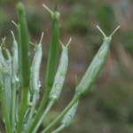 Chaerophyllum hirsutum - Rauhaariger Kälberkropf