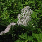 Chaerophyllum hirsutum - Rauhaariger Kälberkropf