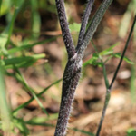 Chaerophyllum temulum - Taumel-Kälberkropf