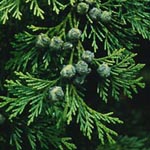 Chamaecyparis lawsoniana - Lawsons Scheinzypresse