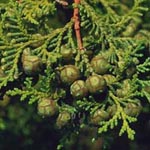 Chamaecyparis obtusa - Hinoki-Scheinzypresse