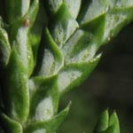 Chamaecyparis pisifera - Sawara-Scheinzypresse