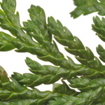 Chamaecyparis pisifera - Sawara-Scheinzypresse