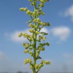 Chenopodium botrys (= Dysphania botrys) - Klebriger Gänsefuß