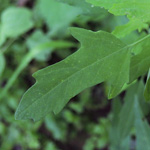 Chenopodium ficifolium - Feigenblättriger Gänsefuß