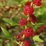 Blitum virgatum (= Chenopodium foliosum) - Durchblätterter Erdbeerspinat