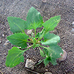 Chenopodium foliosum - Erdbeerspinat