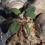 Chenopodium glaucum - Graugrüner Gänsefuß