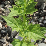 Chenopodium hybridum - Bastard-Gänsefuß