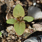 Chenopodium polyspermum - Vielsamiger Gänsefuß