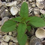Chenopodium polyspermum - Vielsamiger Gänsefuß