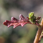 Chenopodium pumilio - Australischer Gänsefuß