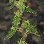 Chenopodium pumilio - Australischer Gänsefuß