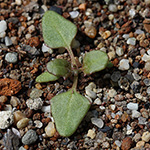 Chenopodium rubrum - Roter Gänsefuß