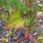 Chenopodium rubrum - Roter Gänsefuß
