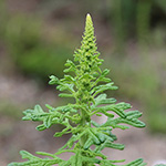 Chenopodium schraderianum - Schraders Gänsefuß