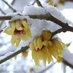 Chimonanthes praecox - Winterblüte