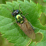 Chloromyia formosa - Goldgrüne Waffenfliege