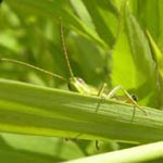 Insekten - Heuschrecken (Orthoptera) Chrysochraon dispar - Große Goldschrecke