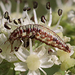 Chrysopidae - Florfliege (Larve)