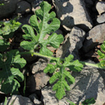 Citrullus lanatus - Wassermelone