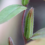 Clarkia unguiculata - Mandelröschen