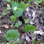 Claytonia perfoliata - Kubaspinat, Tellerkraut