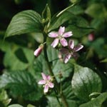Claytonia sibirica - Sibirisches Tellerkraut