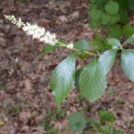 Clethra acuminata - Berg-Zimterle