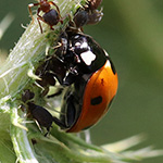 Coccinella septempunctata - Siebenpunkt-Marienkäfer