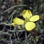 Coincya monensis - Schnabelsenf