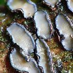 Colpoma quercinum - Eichen-Schildbecherling