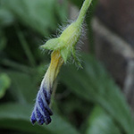 Convolvulus tricolor - Dreifarbige Winde