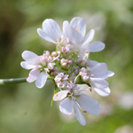 Coriandrum sativum - Koriander