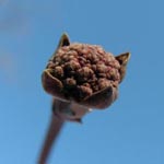 Cornus kousa - Japanischer Blumen-Hartriegel (generativ)